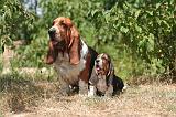 BASSET HOUND 168